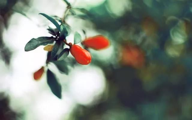 今日立夏 | 春盡夏來(lái)，萬(wàn)物生長(cháng)