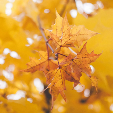 歲華已過(guò)半，  又到立秋時(shí) 